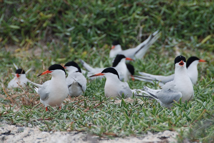 27- Sternes de Dougall nichant dans l'herbe en lisiere de plage.JPG